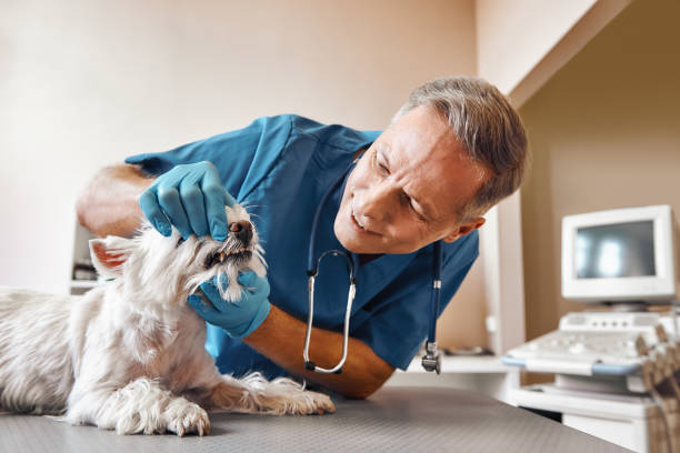 Best 24-Hour Emergency Dental Care in Homer, MI